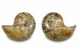 Jurassic Cut & Polished Nautilus (Cymatoceras) Fossil -Madagascar #283117-1
